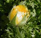 flower bud